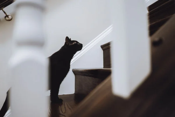 Foto colorida de um gato - Metrópoles