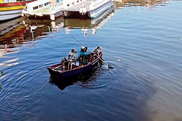 Homem com sete cachorros em barco