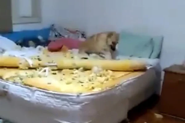 Vídeo: cachorro destrói o quarto e a cama da dona, mas ganha a web
