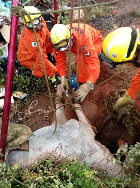 Bombeiros usam criatividade para resgatar cavalo que caiu em fossa