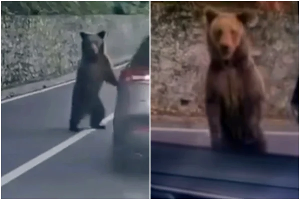 Urso antes de atacar carro de turistas na Romênia - Metrópoles