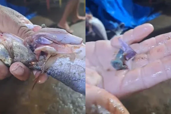 Pescadores do Projeto Limpa Rio, de Cubatão, encontraram dois pinos de cocaína dentro do peixe. Vídeo viralizou nas redes sociais - Metrópoles