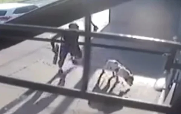 Vídeo: homem mata cachorro com facão no meio da rua