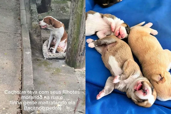 Foto colorida de cadela e seus filhotes na rua e após resgate