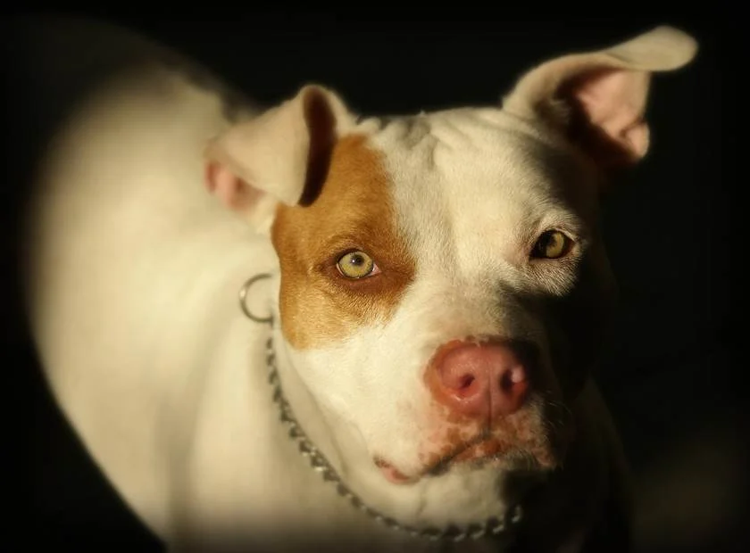 Homem usou pit-bulls para torturar o irmão Homem usou pit-bulls para torturar o irmão