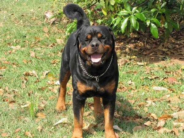 Rottweiler chora, alerta mãe e salva criança com convulsão