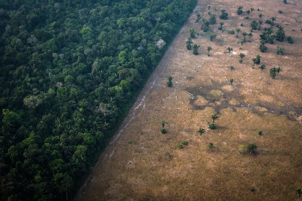 Amazônia e Cerrado freiam à devastação em 2024; veja os outros biomas desmatamento amazônia
