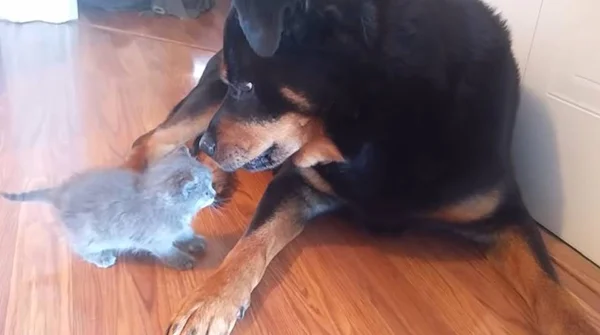 Gatinha e rottweiler