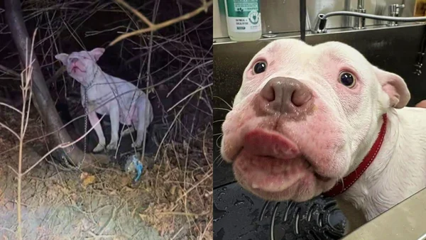 Fotos mostram cão da raça pitbull acorrentado em árvore e tomando banho