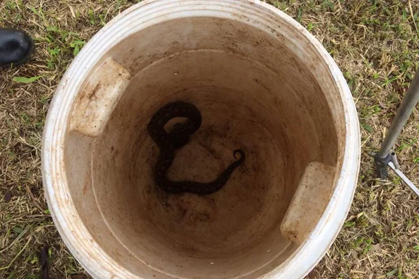 Polícia Ambiental do DF captura oitava cobra somente neste ano