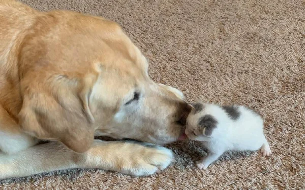 Cachorro e gatinha