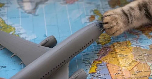 Gato invade cabine em viagem e obriga piloto a retornar ao aeroporto