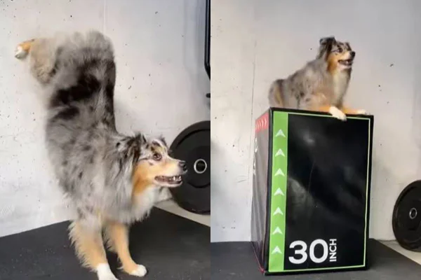 Cachorro fazendo exercicios