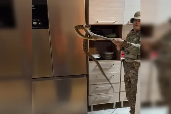 Jararaca que entrou em casa de condomínio do DF é resgatada