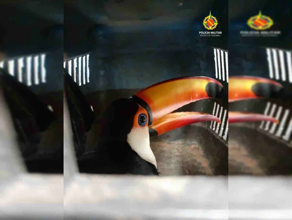 Tucano em gaiola