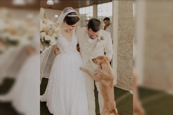Animal invadiu casamento