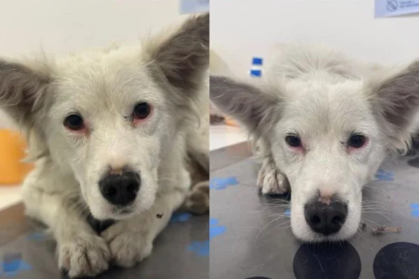 Montagem de duas imagens coloridas do cachorro que fugiu do incêndio