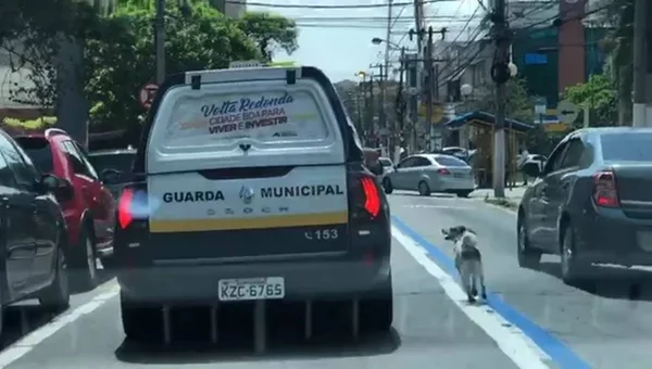 Amigo fiel: cão corre 1 km atrás de viatura que levava dono