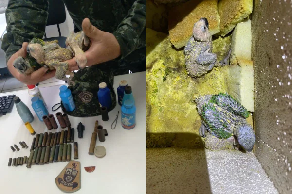 Três filhotes de papagaio e objetos de caça foram encontrados no local. Outro homem foi multado em R$ 1,5 mil por manter aves silvestres - Metrópoles