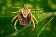 Brazilian spotted fever is an infectious disease transmitted by the star tick or micuim