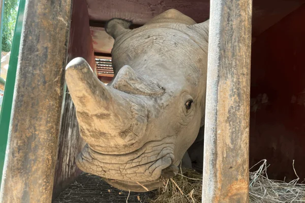 Atanasio, o primeiro rinoceronte branco do norte do mundo a nascer em um zoológico