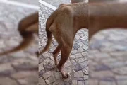 Segundo a denunciante, as pessoas deixam os animais no abrigo acreditando que eles receberão os cuidados necessários, sem saber das condições em que estariam sendo mantidos