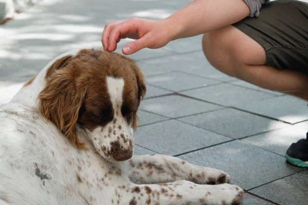 Foto colorida de um cachorro - Metrópoles