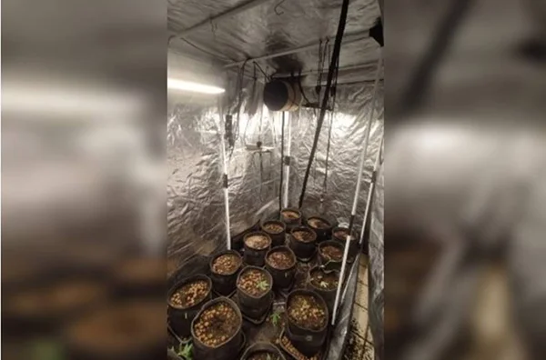 plantação de maconha