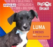 "Você escolhe quem sai do BDB e vai direto para sua casa. Escolherá um cãomarote ou um pipocão?", diz campanha da prefeitura de Pinhais "Você escolhe quem sai do BDB e vai direto para sua casa. Escolherá um cãomarote ou um pipocão?", diz campanha da prefeitura de Pinhais