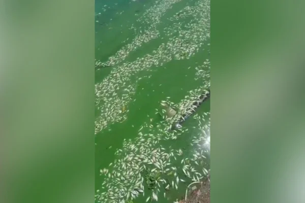 Imagem colorida mostra milhares de peixes mortos na Represa Billings - Metrópoles