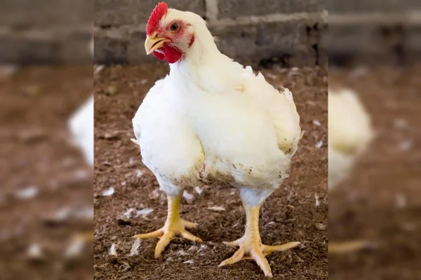 Afinal, que espécie de ave é o “chester” consumido no Natal?