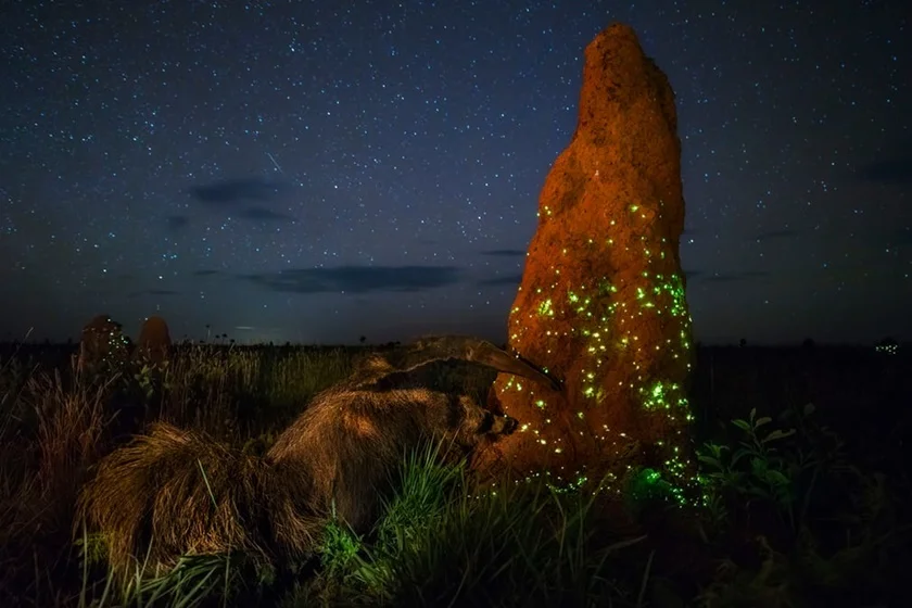 Animals in Their Environment category - The Night Raider by Marcio Cabral Animals in Their Environment category - The Night Raider by Marcio Cabral