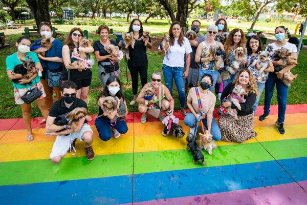 Cães adotados