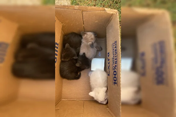 Imagem colorida de quatro filhotes de gato, sendo um branco, um cinza e dois pretos. dentro de uma caixa de papelão marrom