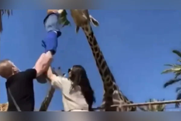 Vídeo: criança fica suspensa no ar ao tentar alimentar girafa