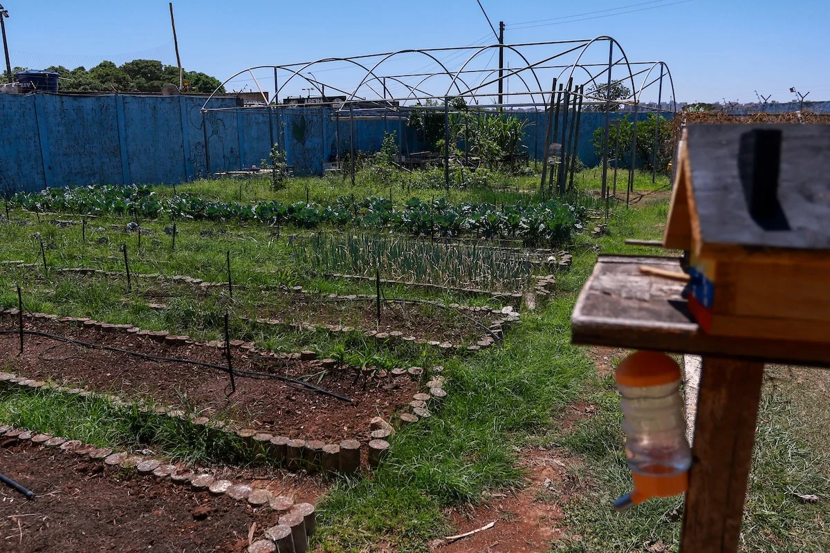 Um dos projetos da ONG é a Horta Abrace. Implantada em 2019 em parceria com a Fundação Banco do Brasil, as colheitas semanais de folhagens e verduras orgânicas suprem as demandas da Casa de Apoio e também são destinadas às famílias apoiadas Um dos projetos da ONG é a Horta Abrace. Implantada em 2019 em parceria com a Fundação Banco do Brasil, as colheitas semanais de folhagens e verduras orgânicas suprem as demandas da Casa de Apoio e também são destinadas às famílias apoiadas
