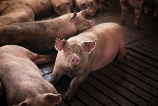 Grupo de porcos, animais domésticos, em uma granja de suínos. Gripe suína. Metrópoles