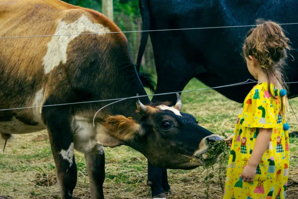 Imagem colorida de criança com vestido amarelo interagindo com boi