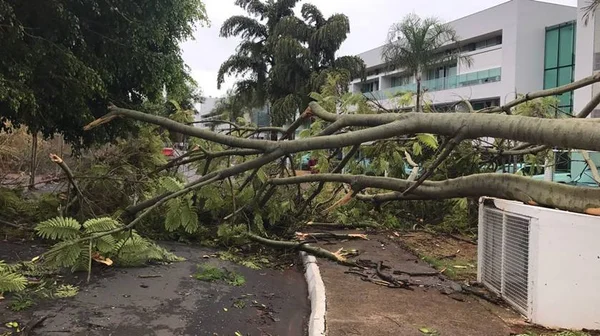 Tempestade derruba 150 árvores e provoca estragos em todo o DF