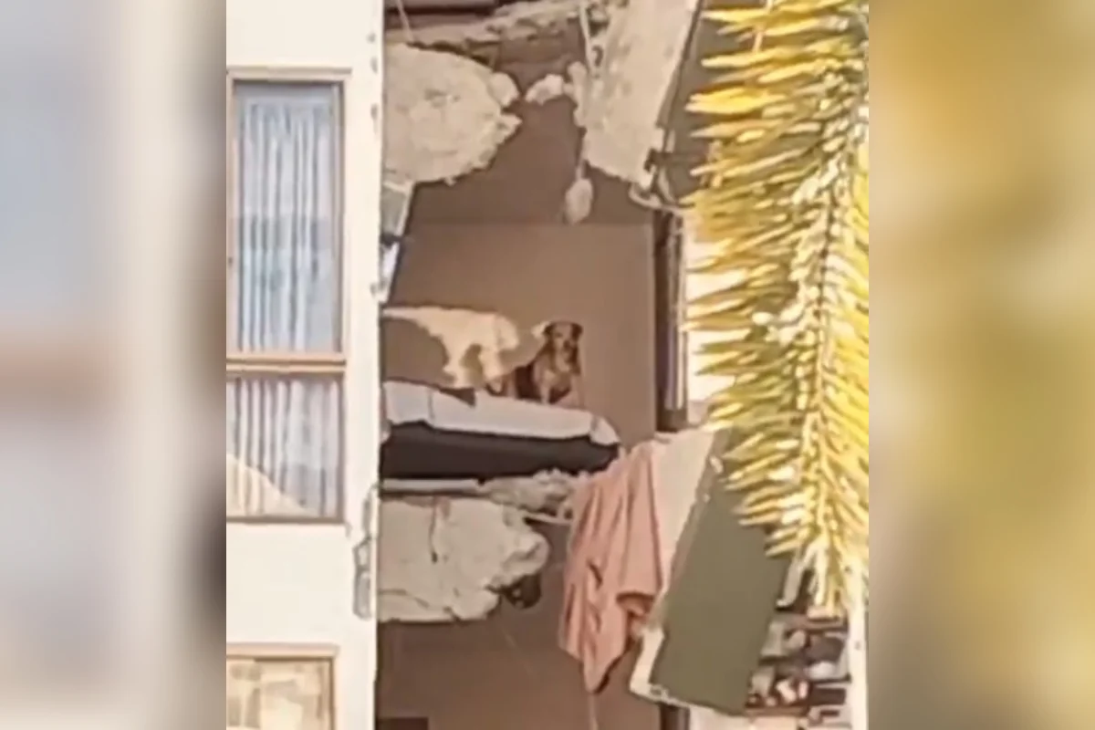 Cachorro fica preso em prédio destruído por terremoto na Colômbia. Vídeo