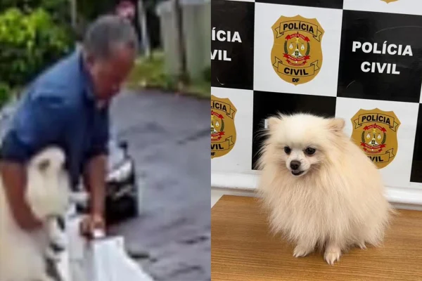 Bandido pula muro de mansão e “sequestra” Spitz Alemão no Lago Norte