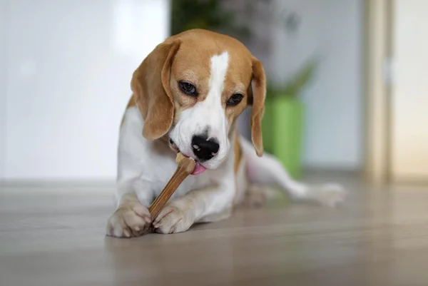 Cachorro comendo