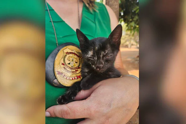 A Polícia Civil do Distrito Federal (PCDF), por meio da DRCA/Cepema, resgatou, na tarde desta quinta-feira (3/10), um filhote de gato que foi agredido pelo tutor, de 39 anos. O crime, ocorrido no dia anterior, foi denunciado por familiares que presenciaram as agressões.