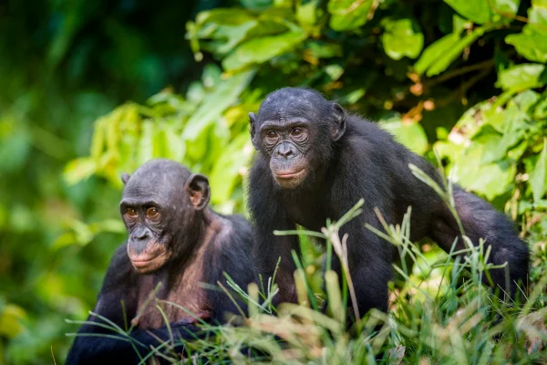 Bonobos em habitat natural. O Bonobo (Pan paniscus), anteriormente chamado de chimpanzé pigmeu. República Democrática do Congo. África - otimista