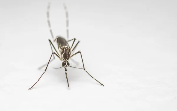 Vai ter vacina? Transmite pela saliva? “Metrópoles” conta tudo o que você precisa saber sobre o zika vírus