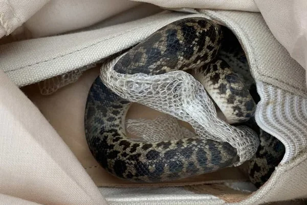 Sem perceber, mulher viaja de avião com uma cobra no sapato
