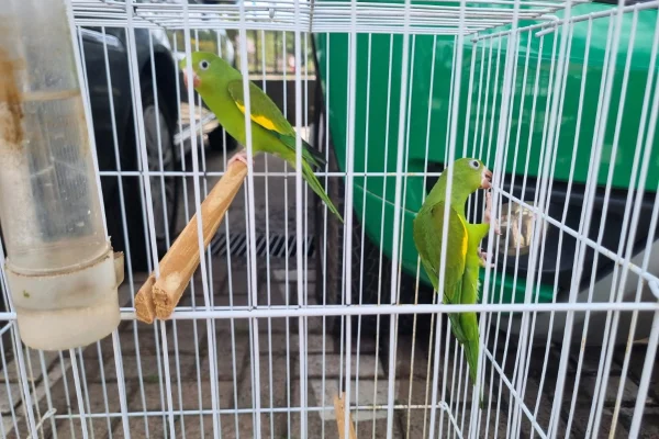 aves extinção apreendidas chácara