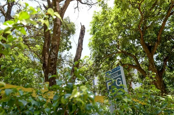 DF: síndicos se queixam por espera de 5 anos para podar árvores