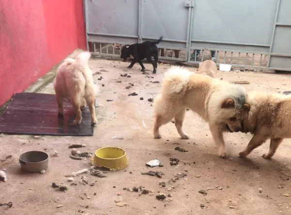 Animais maltratados são resgatados de canil clandestino no DF
