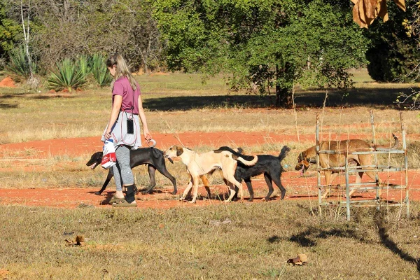Resgate animais de rua Asa Norte